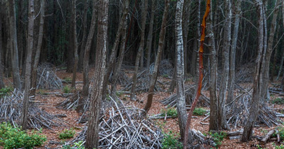 BLM to begin fuels reduction project in King Range