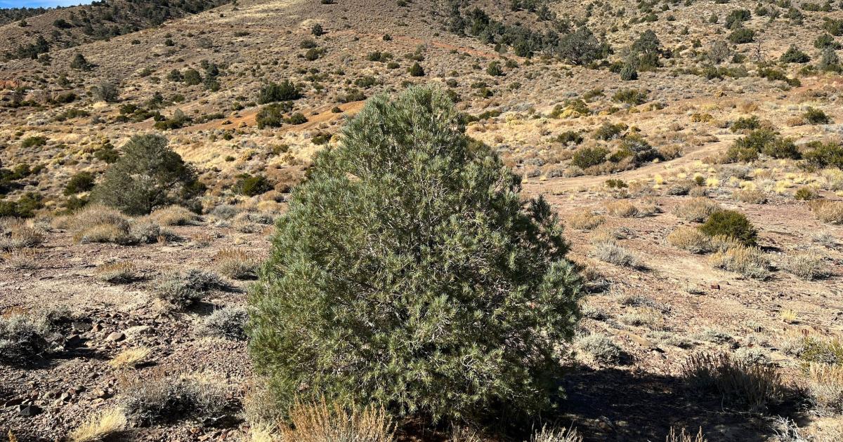 The BLM Bishop Field Office offers online Christmas tree cutting permits