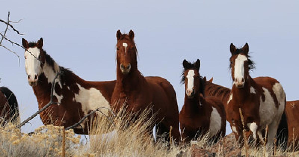 Wild horses and burros available for adoption in Gridley