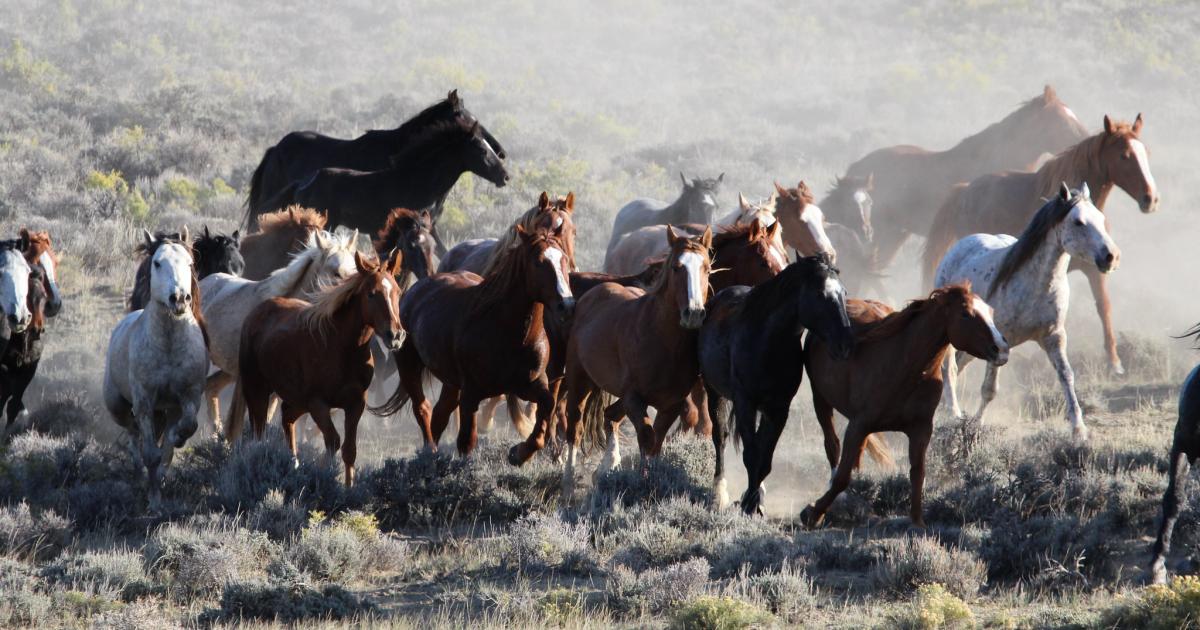 BLM seeks input on proposed Rock Springs wild horse plan | Bureau of ...