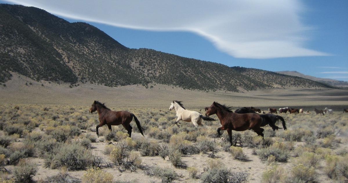 BLM and USFS approve plan to remove wild horses near Mono Lake