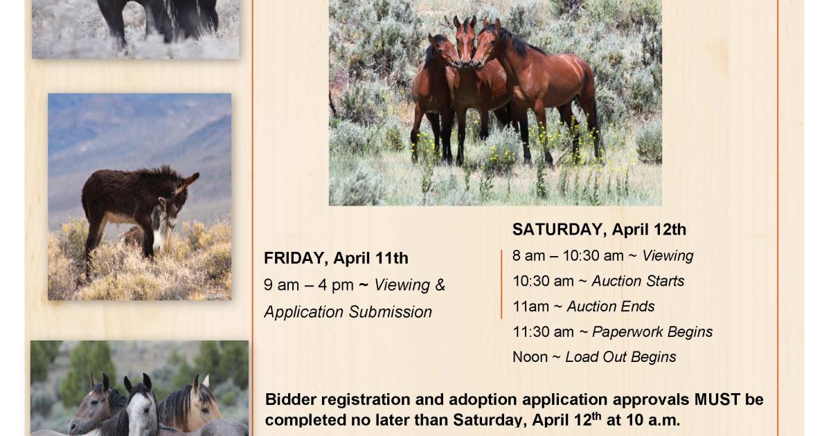 BLM Colorado offers wild horses and burros for adoption in Castle Rock ...