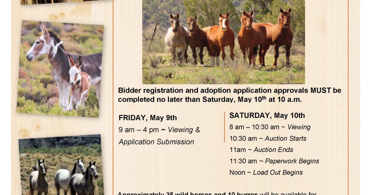 BLM Colorado offers wild horses and burros for adoption in Greeley ...