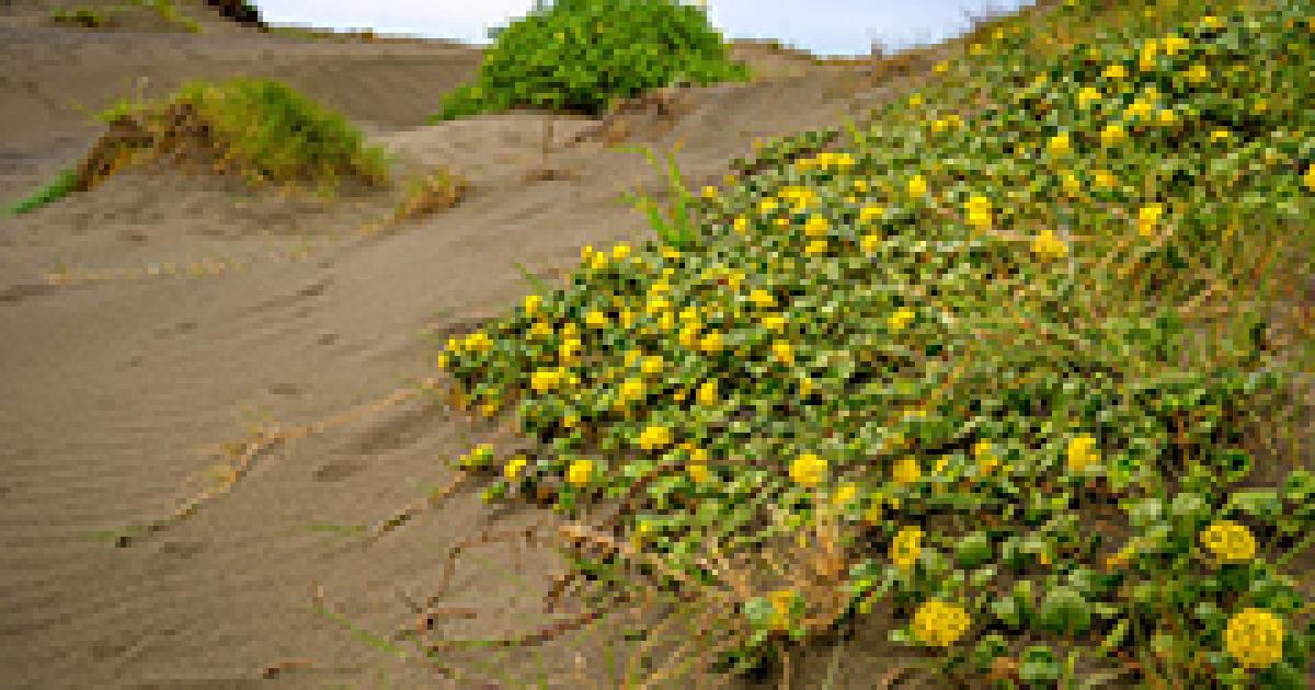 BLM will lead birding walk to observe World Birding Day