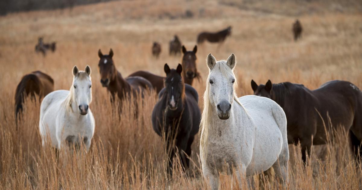 BLM to Host Wild Horse and Burro Adoption Event in Lawrence, Kan. on ...