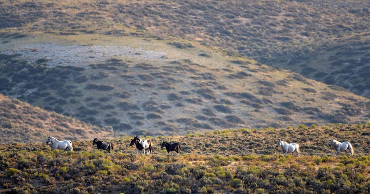 BLM to begin wild horse gather - 54427152400 2a7da3ed5b C 