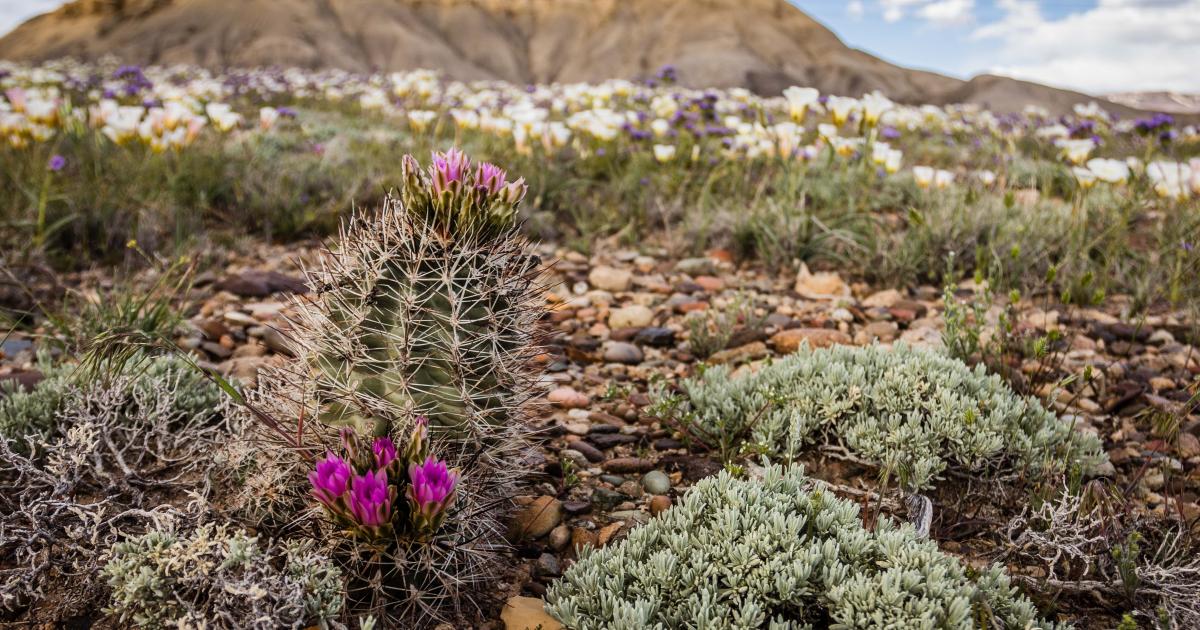 Sclerocactus glaucus: Prickly Colorado native no longer listed as  threatened | Bureau of Land Management