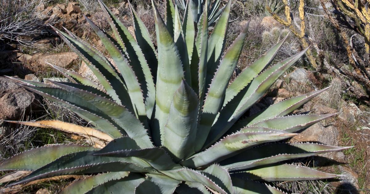 Pre-contact agave domesticates: Living legacy plants in Arizona's landscape  | Bureau of Land Management