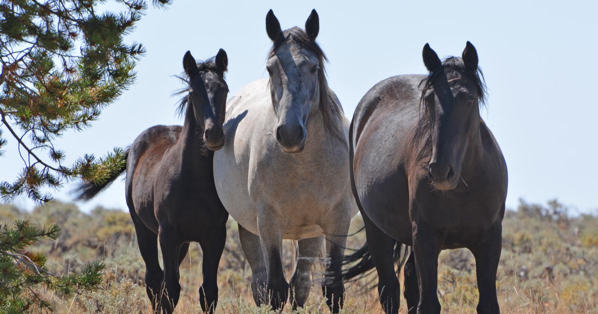 BLM reminds public Tampering with - BLM WY GreenMtnHorses 