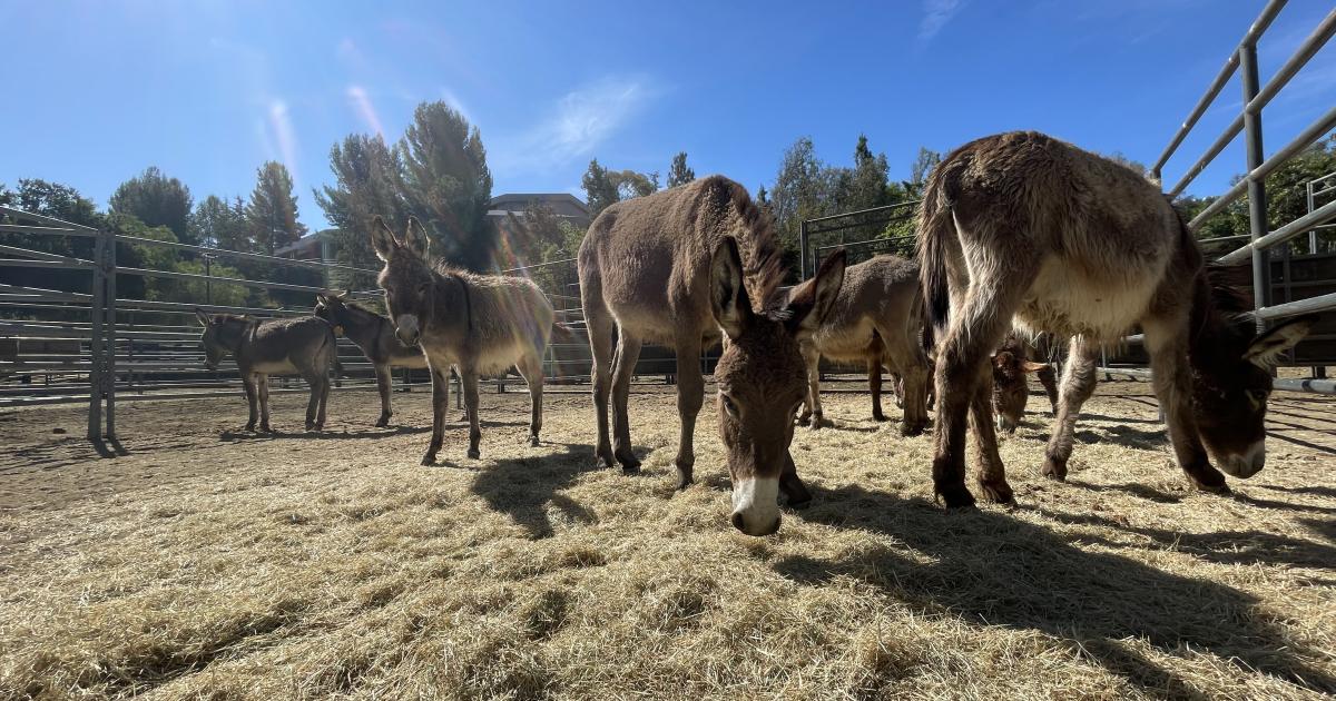 Seventeen wild horses and burros - Burrows%20eating%20in%20corral 0