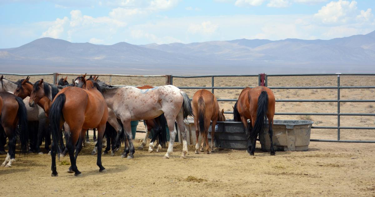 BLM Socorro Field Office Announces Wild Horse Gather on Bordo Atravesado Lands in May 2026