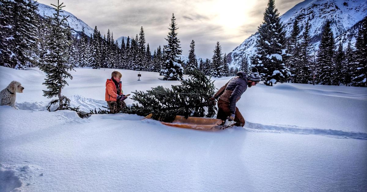 BLM Colorado offers permits to harvest Christmas trees – Bureau of Land Management (.gov)