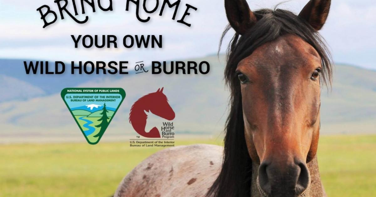 Sep 24: Wild Horse and Burro Adoption Event in West Columbia, South Carolina — organizer logo