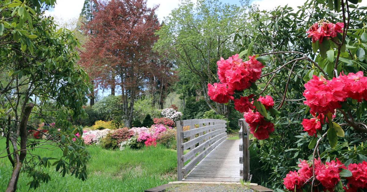 thuja brabant eigenschaften Thuja occidentalis 'Brabant' auf Stamm