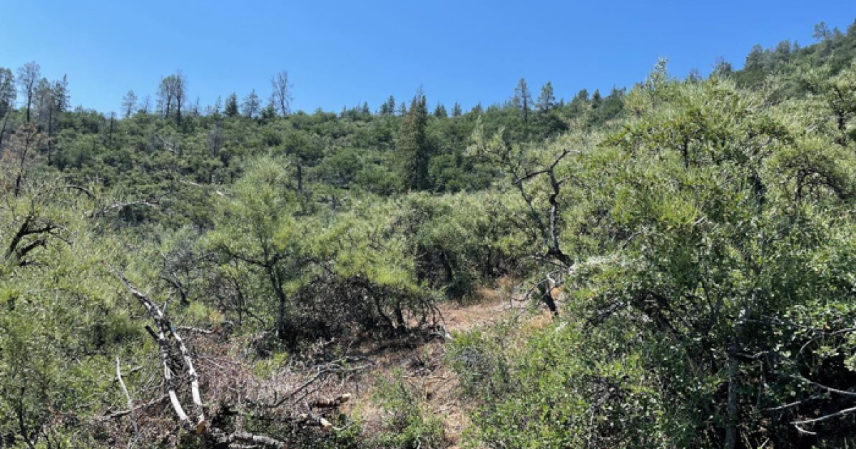 BLM Approves Projects to Improve Forest Health and Reduce Wildfire Risk in the Fall River Valley