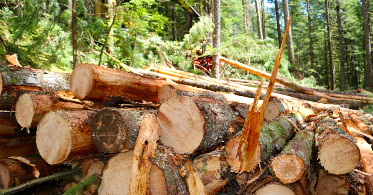 orwa-news-timber-4.jpg?h=4362216e&itok=7