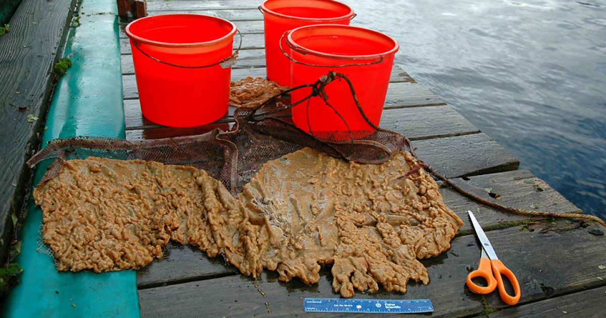 Sea Squirt Invades BLM Submerged Lands in Southeast Alaska