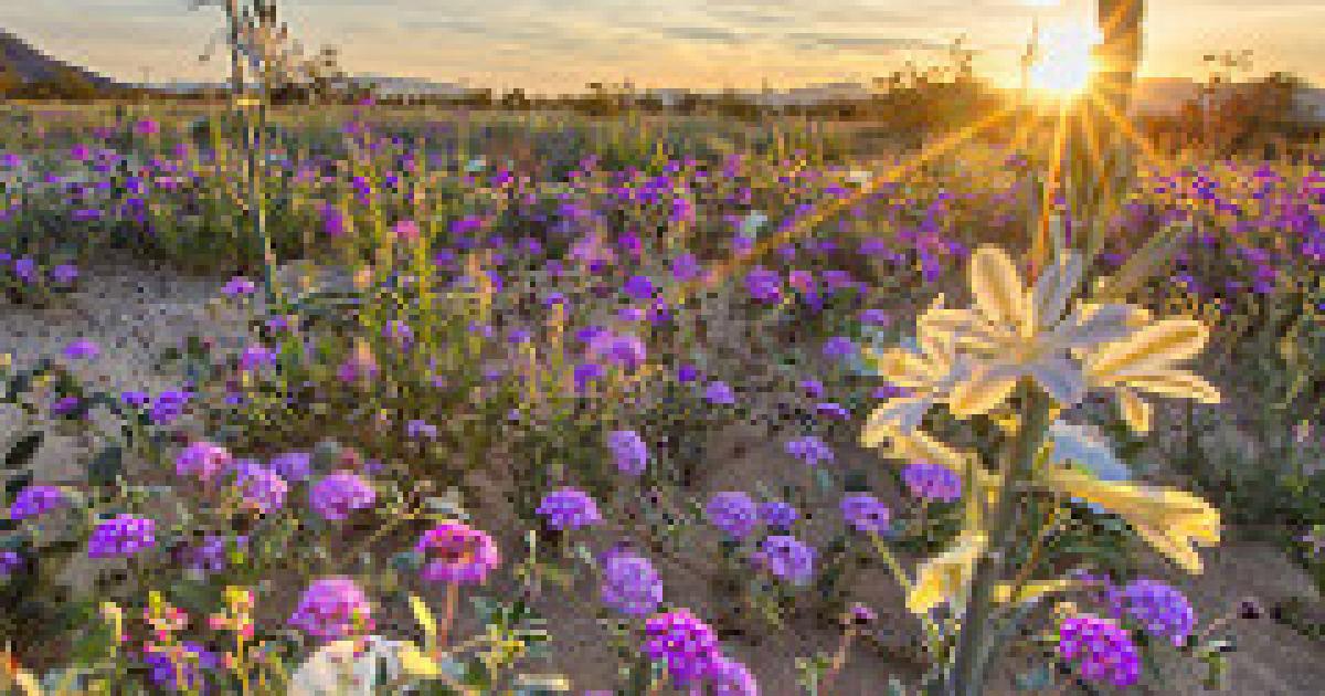 California Desert District seeks nominations to the Desert Advisory Council