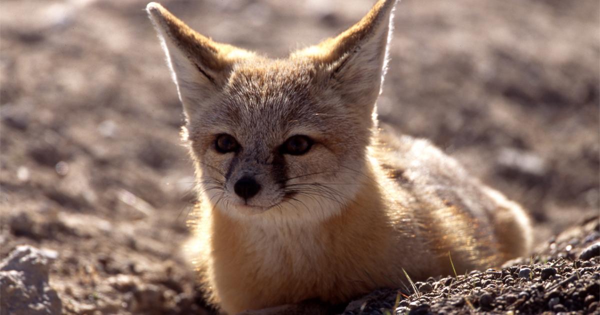 utah-wildlife-featured-project-bureau-of-land-management
