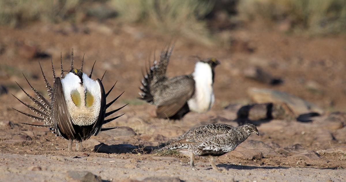 Utah - Greater Sage Grouse | Bureau of Land Management