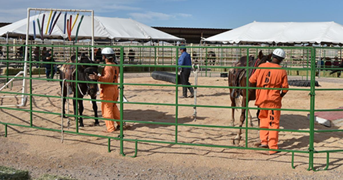 Wild Horses & Burros: Florence, Arizona Events in January