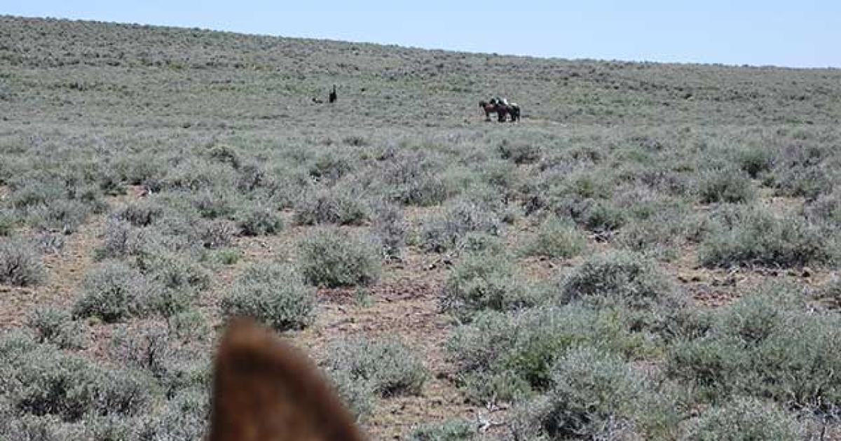 BLM wild horse gather to promote healthy horses and resilient ...