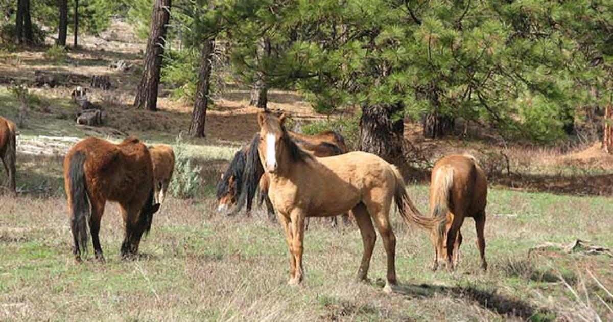 Pokegama HMA | Bureau of Land Management