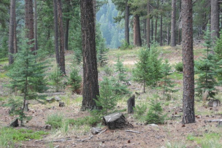 douglas-fir-saplings in LBC