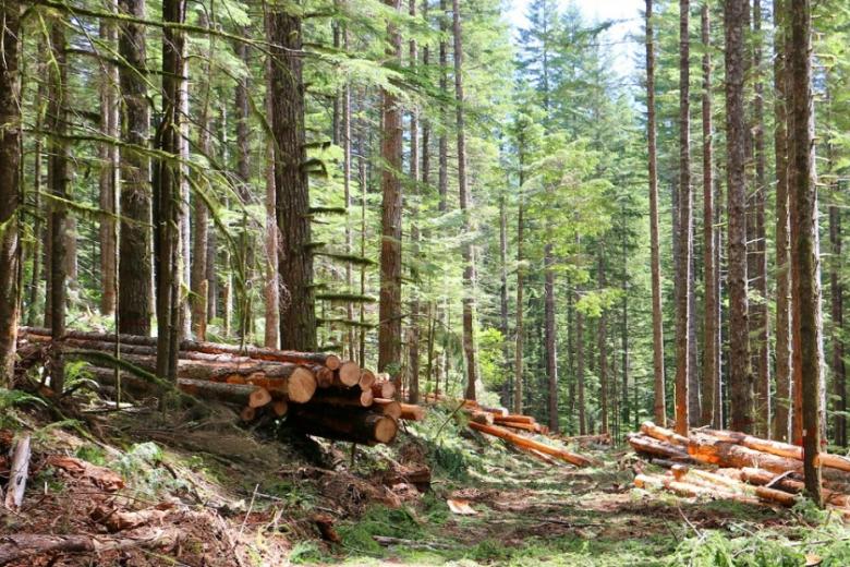 timber sale