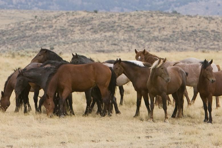 photo of a group of wild horses grazing on the range