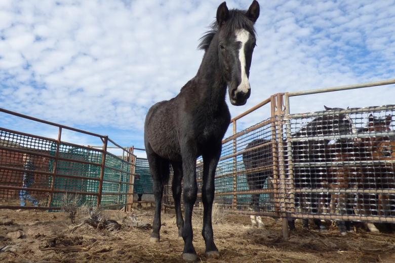 photo of a black horse, with other horses in a corral in the background