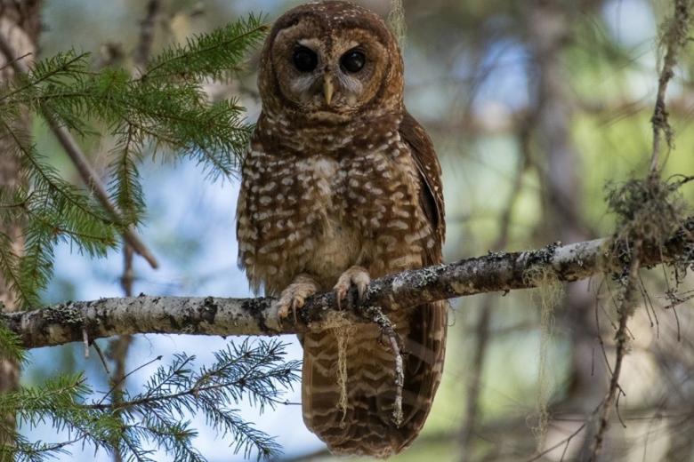 A northern spotted owl sits on a tree branch on BLM-managed public lands in the Medford District.