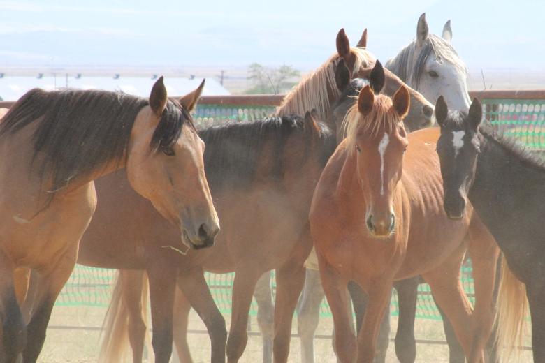 group of wild horses standing in a corral