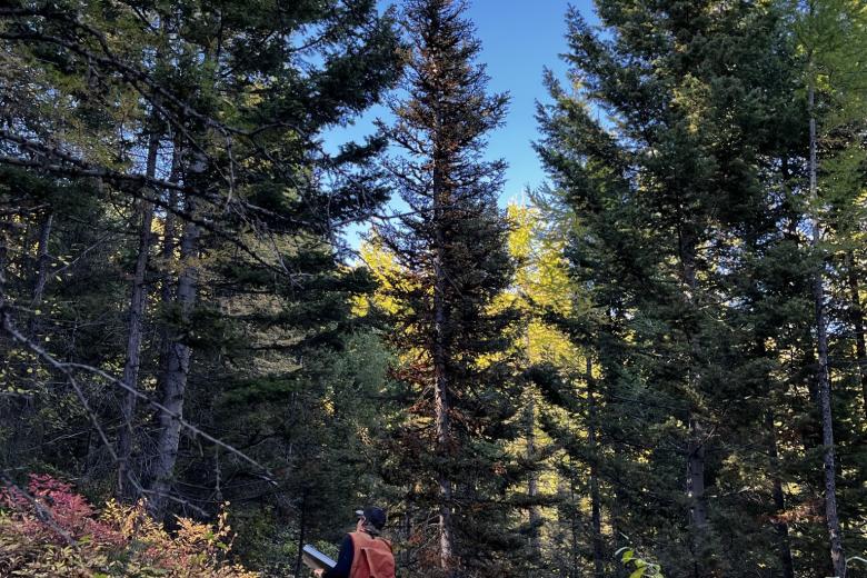 person hiking through the forest 