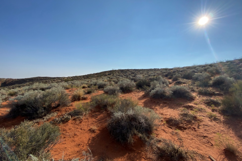 Red sand with desert scrubs and blue sky. 