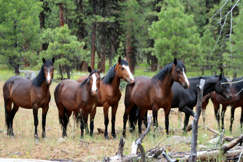 group of dark colored horses standing near trees