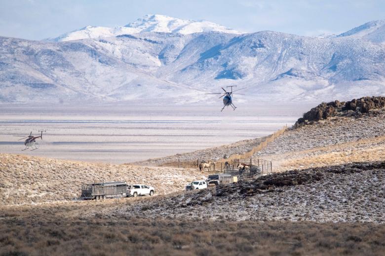 A group of wild horses on public land south of Battle Mountain, Nevada in March 2024. 