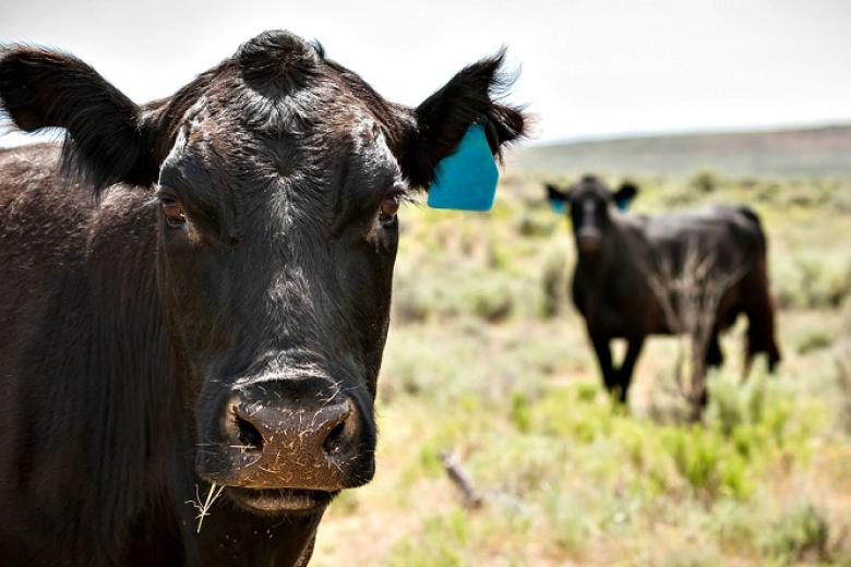 black cattle with ear tags standing in a pasture