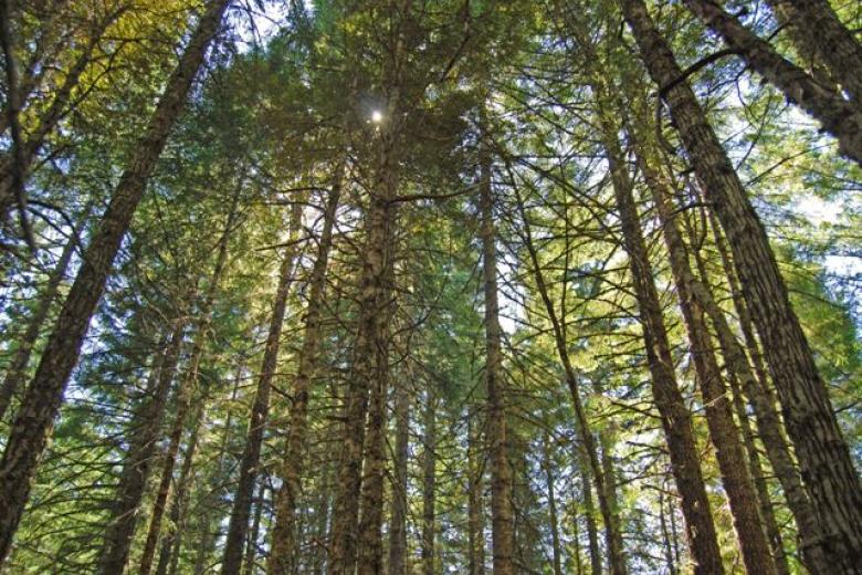 Forest trees on public lands in Oregon