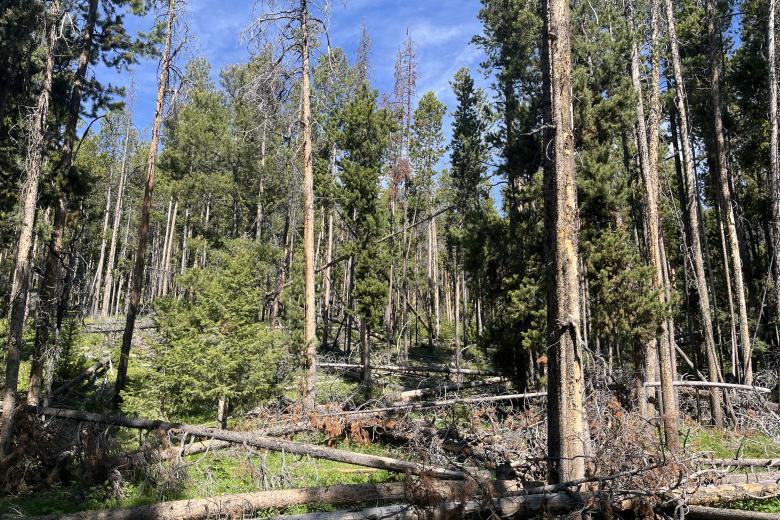 timber stand near Salmon, Idaho