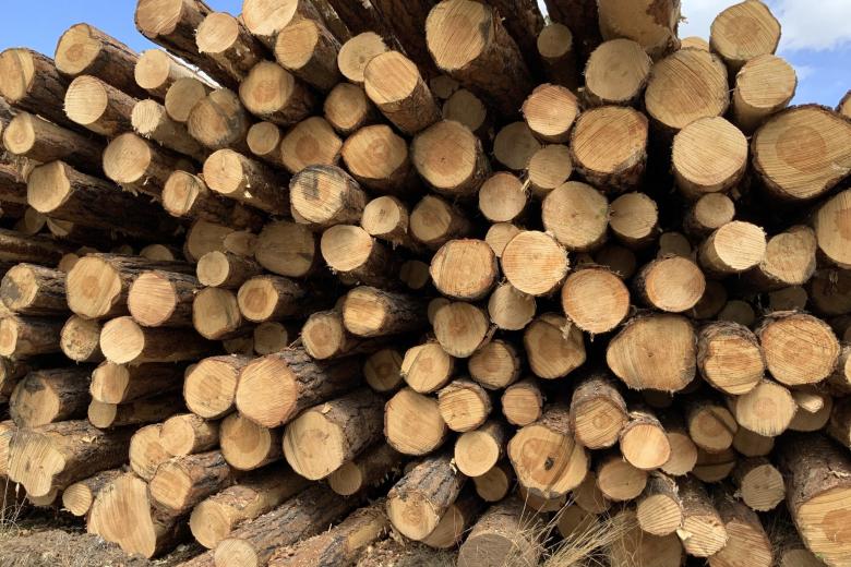A pile of harvested logs neatly stacked together.