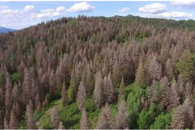 Hillside of trees killed by tussock moth infestation
