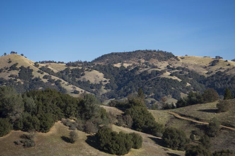 Rolling hills covered with patches of green trees and dry grass under a clear blue sky.