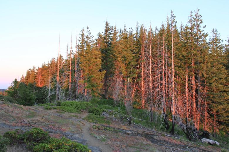 stand of fir trees