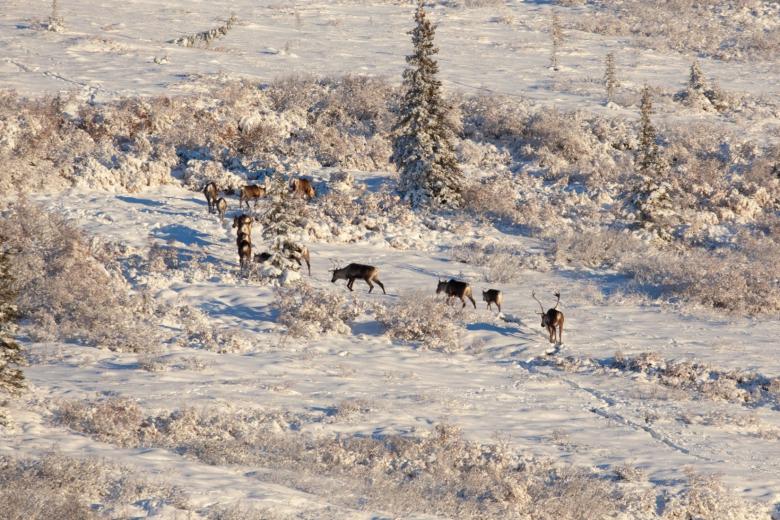 Small group of Fortymile Caribou leave tracks in the snow through sparse spruce covered landscape.