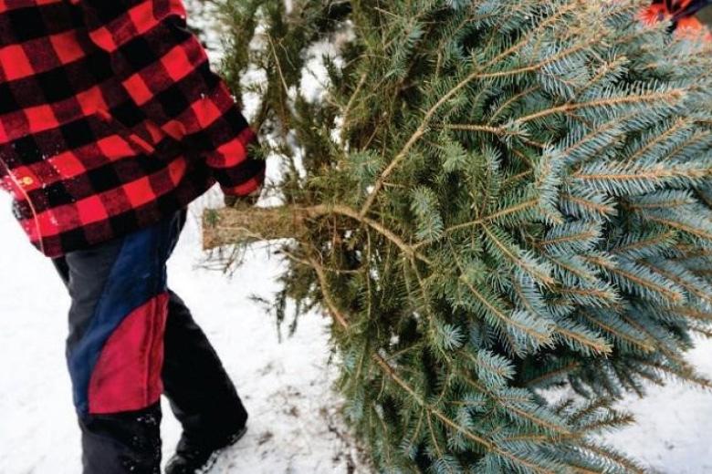 A person harvests a holiday tree from BLM Idaho-managed public lands. BLM photo.
