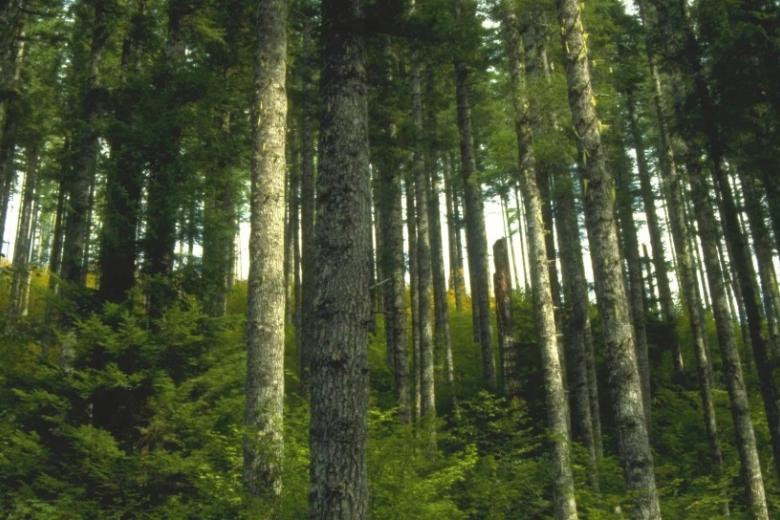 forest in Oregon