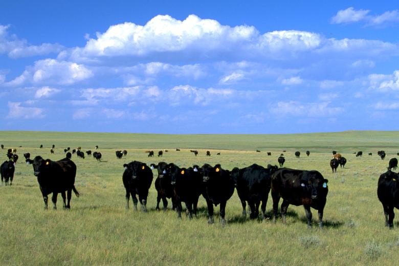 Dozens of black cattle are seen grazing in a flat, green field with a blue sky and puffy white clouds overhead.