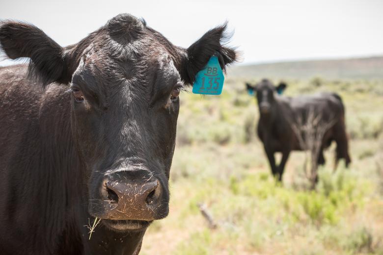 A closeup image of a black bovine's face, with another bovine seen in the background.