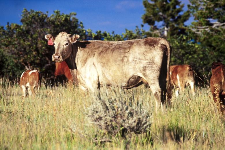 Light-brown cow with a red ear tag looks at the camera in a grassy field with other cattle.